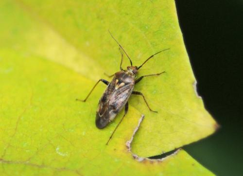 Lygus rugulipennis